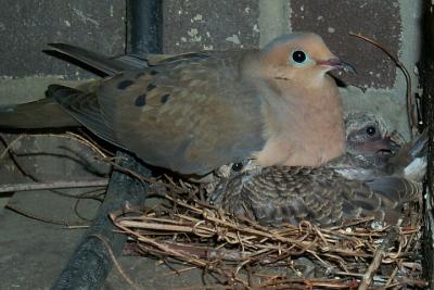 Nesting Mourning Dove with Chicks