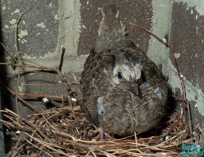 Juvenile Mourning Dove