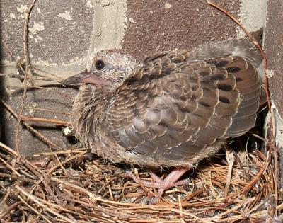 Juvenile Mourning Dove