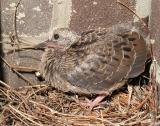 Juvenile Mourning Dove