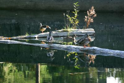 Ducks