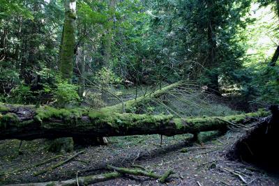 Fallen trees