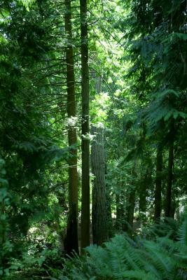 Sun thru the trees