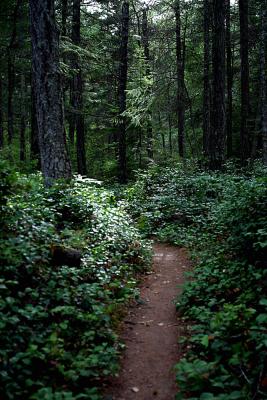 The path