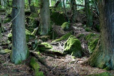 Moss and rocks