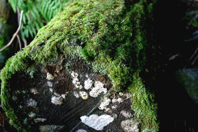 Moss and fungus