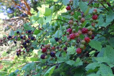 Many Berries but no cobbler!