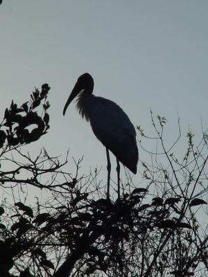 OUTLINE OF A STORK ON THE RIVER EDGE  WHAT A SHOT..........