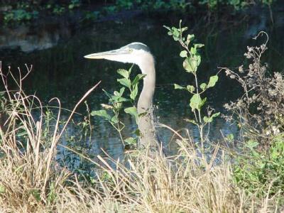 HERON JUST OVER THE BANK