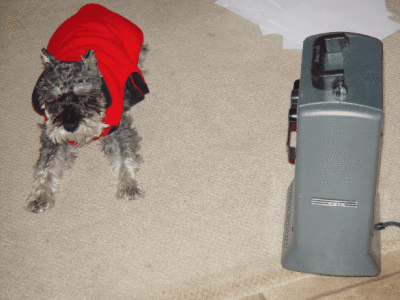 OLLIE IN HIS WINTER COAT NEXT TO THE ELECTRIC HEATER