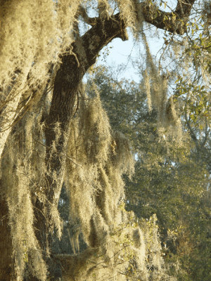 MOSS COVERED TREE ALONG THE RAINBOW RIVER