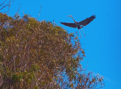 DSC_0910HeronLanding.jpg