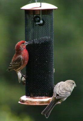 {Q-E}2005-04-23 Finches0032 crop_edge sharpen.jpg