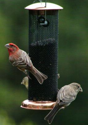 {Q-E}2005-04-23 Finches0034 crop_edge sharp.jpg