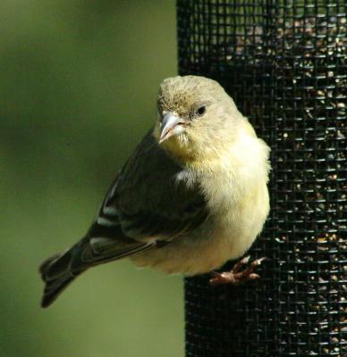 {Q-E}2005-04-23 Finches30034 crop_edge sharpen.jpg
