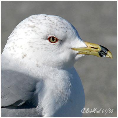 Ring-Billed Gull-Breeding Adult