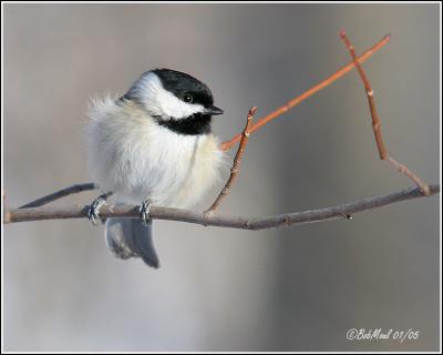 Carolina Chickadee