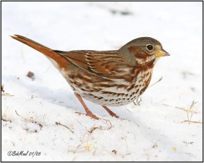 Fox Sparrow - Eastern (Taiga) Race