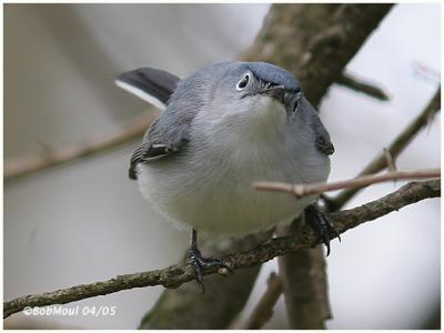 Blue-Gray Gnatcatcher