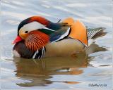 Mandarin Duck-Exotic