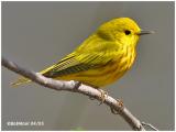 Yellow Warbler -Male