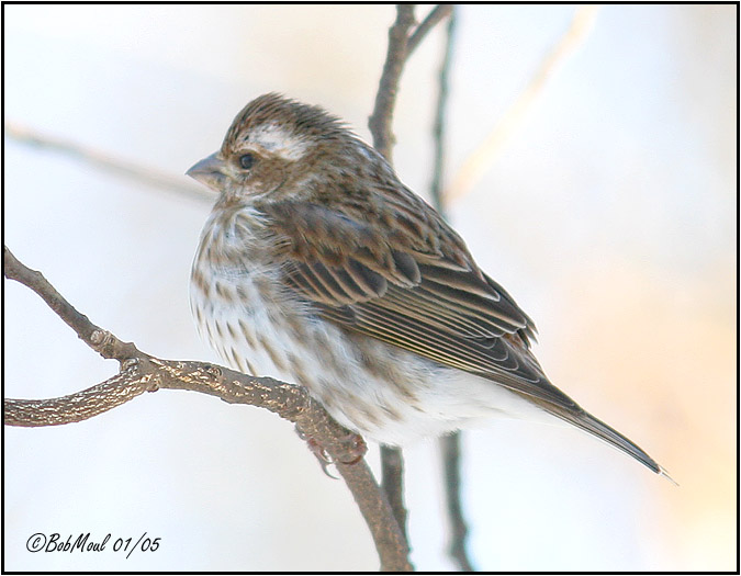 Purple Finch Male-Juvenile