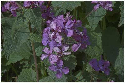 Purple Roadside Flower