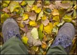 Leafy Feet