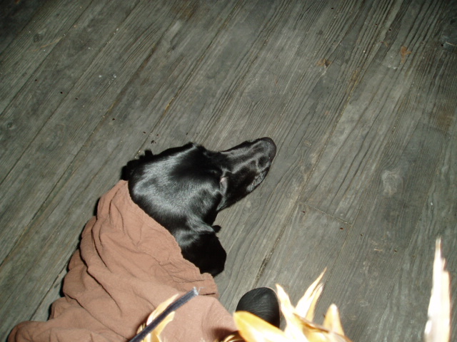 SchluttttPuppyyyyy!