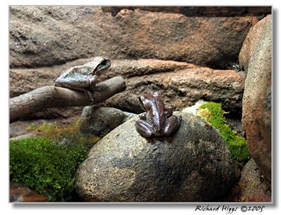 Toad Frogs