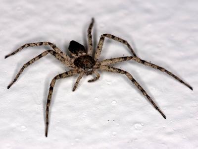 Living Room Spider (2005_04_28_3158)