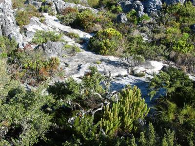 Vegetation seen hiking on Table Mountain