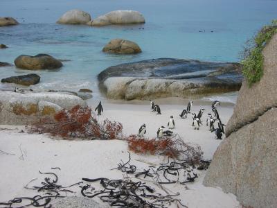African penguins at Boulders Beach near Simon's Town (Cape Peninsula)