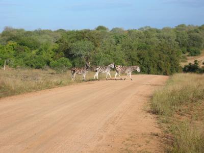 Burchells zebras crossing the road behind our truck