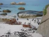 African penguins at Boulders Beach near Simons Town (Cape Peninsula)