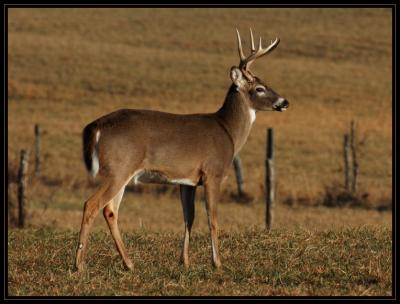 JPG CSB Buck Statue DSC_8706.jpg