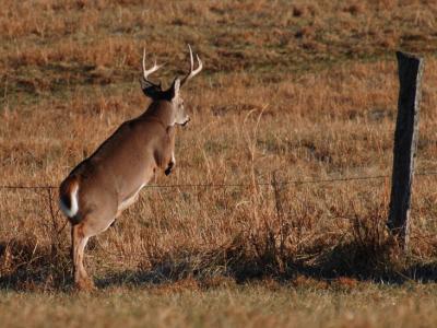 JPG CS Buck Jumping DSC_8715.jpg