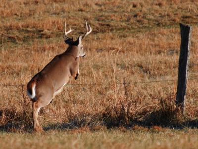 JPG CCSS Buck Jumping DSC_8715.jpg