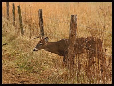 JPG 2SB Buck Ducking Fence DSC_7651.jpg