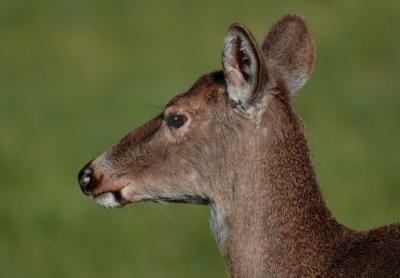 JPG CS Doe DSC_2138.jpg