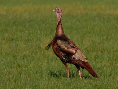 JPG CS Tall Turkey DSC_2188.jpg