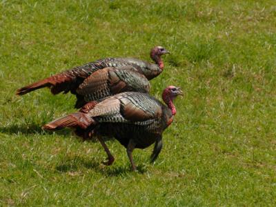 JPG CS Turkeys Two DSC_2269.jpg