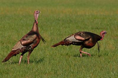 JPG CS Two Turkeys DSC_2185.jpg