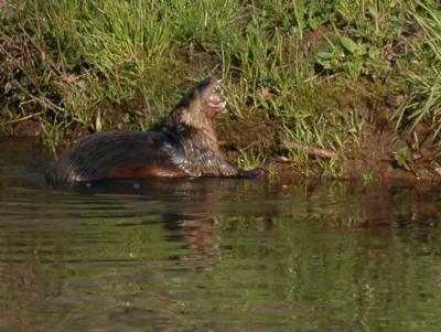 JPG CS OtterFish DSC_2152.jpg