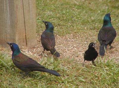 JPG CS Grackles RWB P3192002.jpg