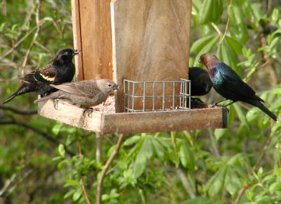 JPG CS RWB CowbirdsP4122731.jpg