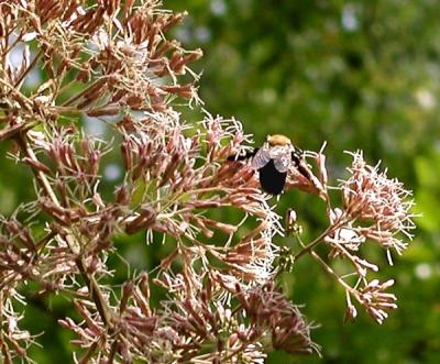 BumbleBee243.jpg