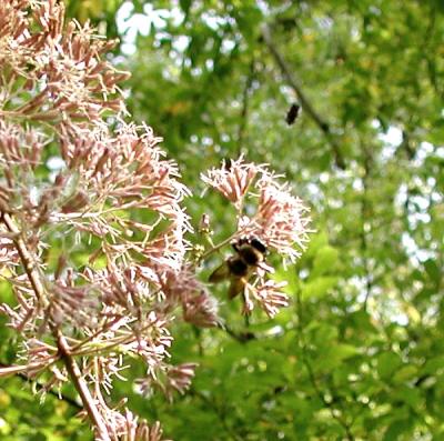 BeeBombsBee0244.jpg