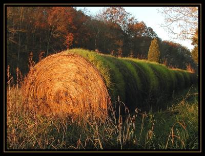 A Roll In The Hay.jpg