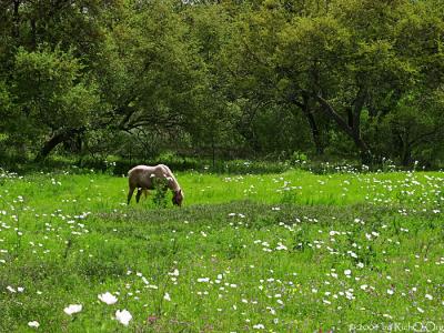 Horse in the Meadow